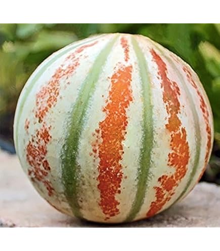 Amazon.com : Rich Sweetness 132 Melon - 25 Seeds - Unique Striped